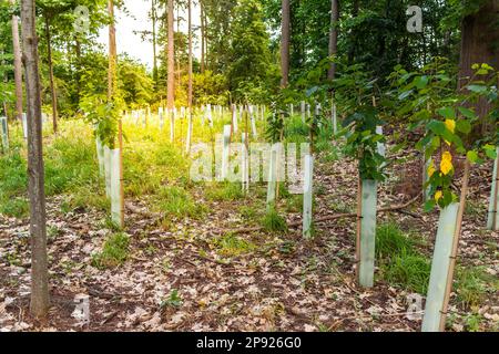 Vivaio di alberi di foresta - piantine crescenti di alberi di conifere e decidui Foto Stock