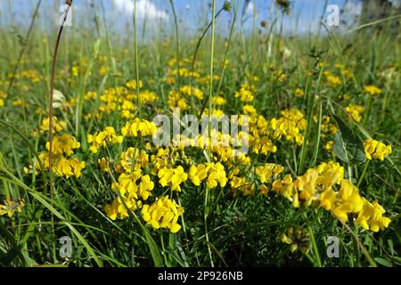 Horseshoe Vetch (Hippocrepis comosa), anche il trifoglio a ferro di cavallo, Nettersheim Marmagen, Renania settentrionale-Vestfalia, Germania Foto Stock