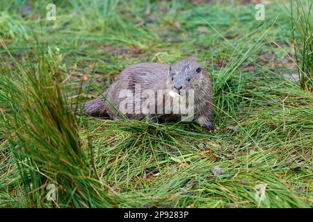 Lontra europea (Lutra lutra), adulto, giocando con manichino in bocca, prigioniero, Germania Foto Stock