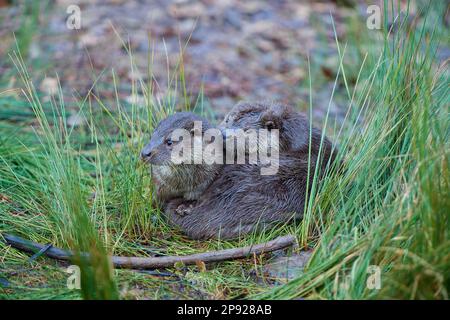 Lontra europea (Lutra lutra), due animali sdraiati sul lungomare con la  coda in bocca, in cattività, estate, Germania Foto stock - Alamy