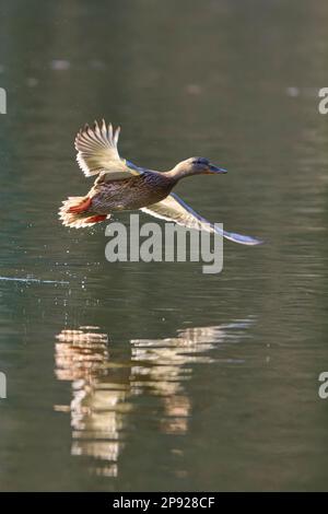 Mallard (Anas platyrhynchos), femmina che sorvola il lago, Baviera, Germania Foto Stock