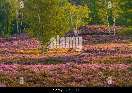 Fiorisce la brughiera nella riserva naturale Fischbeker Heide, Amburgo Foto Stock