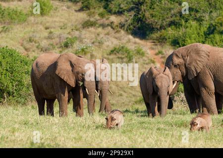 Elefanti africani di cespuglio (Loxodonta africana), mandria con nutrimento giovane su erba, due comuni warthog sul fronte, Addo Elephant National Park, orientale Foto Stock