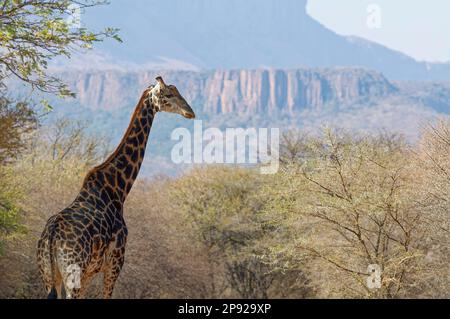 Giraffa sudafricana (Giraffa camelopardalis giraffa), adulto maschio nella radura, Parco Nazionale di Marakele, Provincia di Limpopo, Sudafrica, Africa Foto Stock