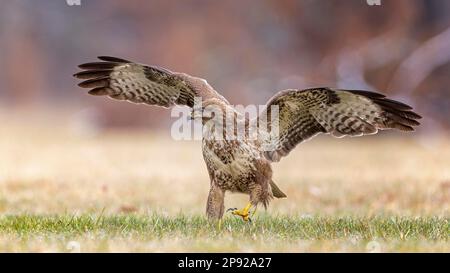 Poiana steppa comune (Buteo buteo) caccia al suolo, diffusione di ali, uccello di preda, foraggio, topi da caccia, paesaggio delle pianure alluvionali, mea delle pianure alluvionali Foto Stock