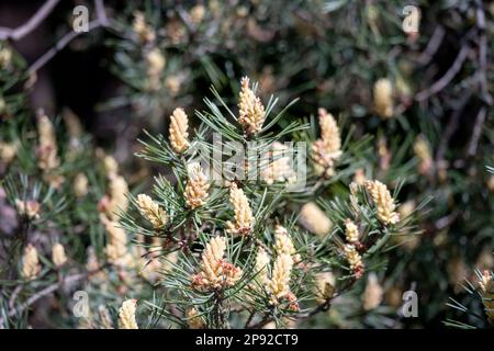 Ramo di pino con fiori gialli Foto Stock