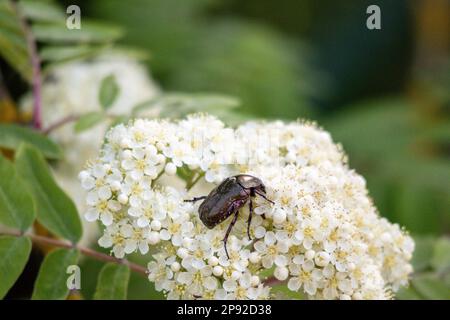 Un bouquet bianco di piccoli fiori con un coleottero di colore scuro su di esso e un fondo verdastro sfocato Foto Stock