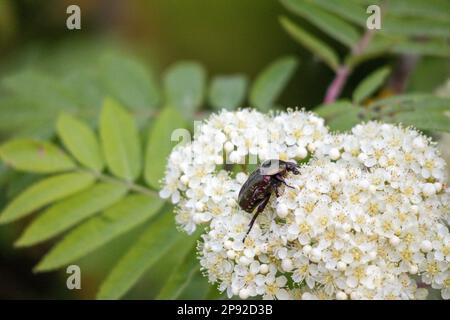 Un bouquet bianco di piccoli fiori con un coleottero di colore scuro su di esso e un fondo verdastro sfocato Foto Stock