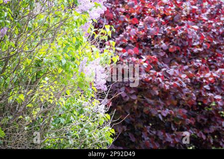 Un arbusto colorato di alberi nelle tonalità rosso e verde Foto Stock