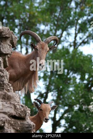 Barbary Sheeps guardando da dietro le rocce in Texas Foto Stock