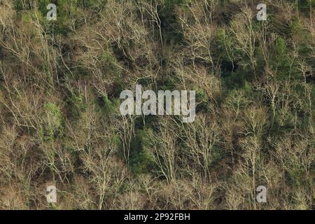 Foresta in primavera sul pendio di montagna, vista aerea Foto Stock