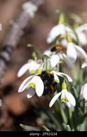 Bumblebee a coda di buff che si nutre su nevicate Foto Stock