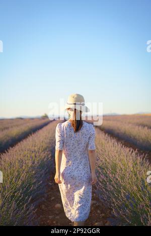 Giovane donna cinese in abito bianco con cappello, camminando in campo di lavanda. Altopiano di Valensole, Alpi dell'alta Provenza, Provenza-Alpi-Côte Azzurra, F Foto Stock