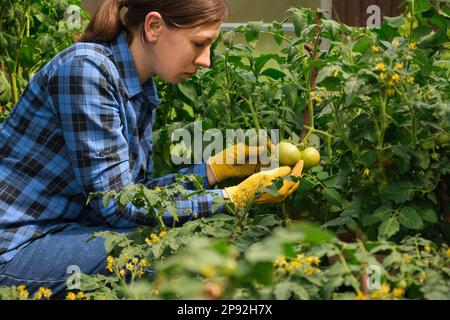 Donna contadina che ispeziona la qualità delle piante di pomodori in serra moderna. Lavoratrice agricola con camicia a scacchi blu, guanti gialli controllo del raccolto Foto Stock