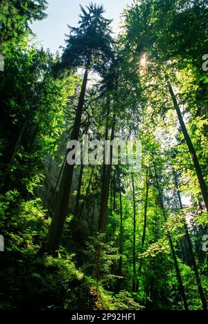 Torreggianti pini in una foresta nel Parco Nazionale del Paradiso Slovacco - Slovensky Raj Foto Stock