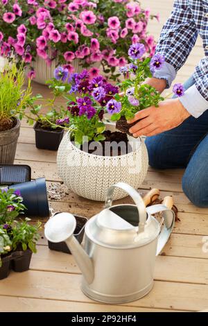 uomo giardiniere piantando pansy, fiori di lavanda in vaso di fiori in giardino sulla terrazza Foto Stock