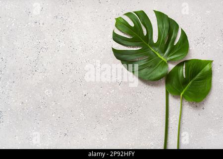 pianta tropicale foglia monstera su sfondo grigio Foto Stock