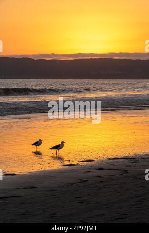 Gabbiani al tramonto sulla spiaggia di Coronado, San Diego, California Foto Stock