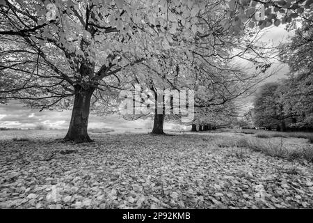 Le foglie autunnali riflettono il calore in condizioni di luce infrarossa e quindi appaiono bianche, le aree assorbenti sono più scure Foto Stock