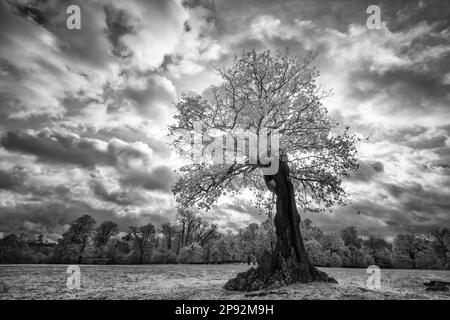 Le foglie autunnali riflettono il calore in condizioni di luce infrarossa e quindi appaiono bianche, le aree assorbenti sono più scure Foto Stock