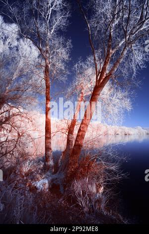 Foglie autunnali che riflettono il calore in condizioni di luce infrarossa e quindi appaiono bianche, le aree assorbenti sono più scure, colorate per dare il cielo blu Foto Stock