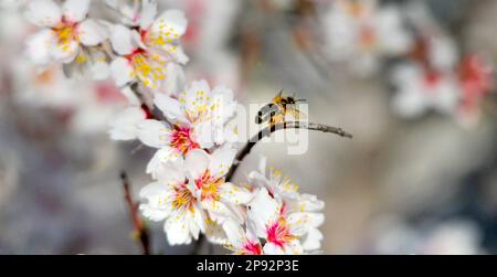 ape di miele su un ramoscello con fiori bianchi rosa in primavera. Foto Stock