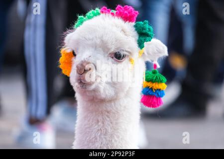 Primo piano testa alpaca bambino bianco con maglieria colorata. Messa a fuoco selettiva. Foto Stock