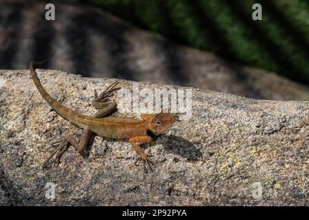 Bell's Anglehead Lizard - Gonocephalus bellii, bella lucertola dalle foreste del Sud-est asiatico, Malesia. Foto Stock