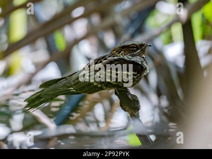 Un Nightjar a coda larga (Caprimulgus macrurus) arroccato su un ramo durante il giorno. Thailandia. Foto Stock