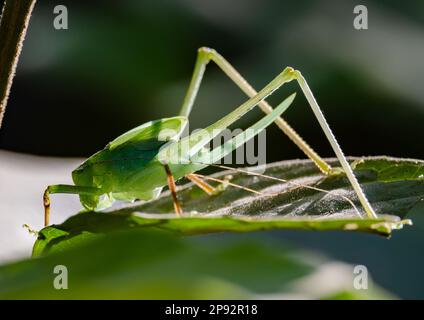 Un cricket malese verde (Mecopoda elongata) su una foglia verde. Thailandia. Foto Stock