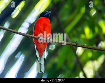 Un maschio Scarlet-rumped Trogon (Harpactes duvaucelii) arroccato su un ramo. Thailandia. Foto Stock