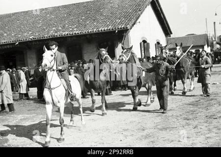 Verona - Fiera cavalli 1939 Foto Stock