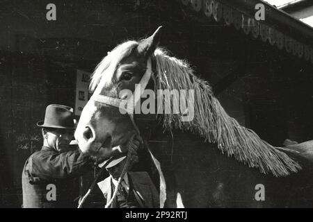 Verona - Fiera cavalli 1939 Foto Stock