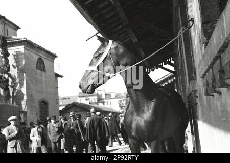 Verona - Fiera cavalli 1939 Foto Stock