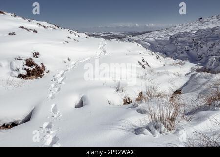 Meteo UK - 10 Marzo 2023 - Walker gode di Burley Moor coperto da uno strato spesso di neve con solo la sua singola traccia di impronte. West Yorkshire, Inghilterra, Regno Unito. Credit: Rebecca Cole/Alamy Live News Foto Stock