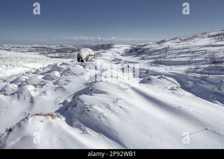 Meteo UK - 10 marzo 2023 - Walker gode Burley Moor coperto da uno spesso strato di neve. West Yorkshire, Inghilterra, Regno Unito. Credit: Rebecca Cole/Alamy Live News Foto Stock