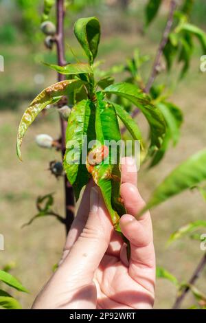 Un giardiniere mostra una foglia di pesca affetta dalla malattia. Peach Blight, trattamento e cura. Foto Stock