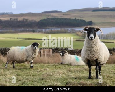 Pecore che pascolano affacciate su un lough nel Northumberland Foto Stock