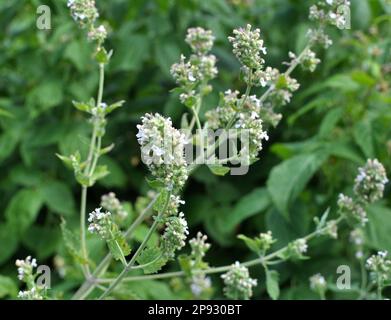 I fiori sono balsamo medicinale di limone fiorente (Melissa officinalis) Foto Stock