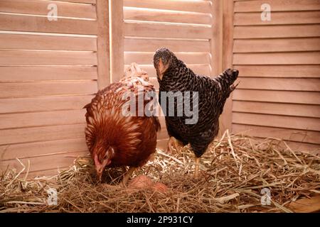 Due diversi bei polli con uova su fieno in henhouse Foto Stock