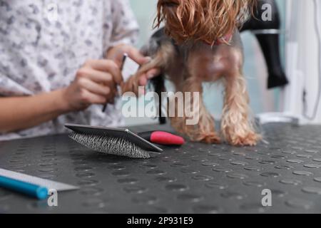 Professionista che lavora con il cane carino in salone di bellezza dell'animale domestico, fuoco sulla spazzola Foto Stock