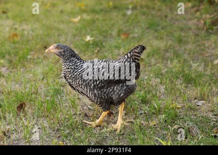 Bel pollo su erba verde in cortile. Animale domestico Foto Stock