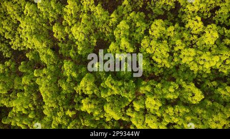 Vista aerea di una piantagione di gomma alla luce calda del sole. Vista dall'alto dell'albero del lattice di gomma e delle piantagioni di foglie, business lattice di gomma agricoltura. LAN naturale Foto Stock