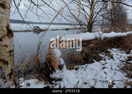 Albero tagliato da un castoro accanto ad un fiume Foto Stock