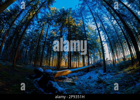 Abete rosso in inverno, grande albero di abete caduto si trova nella foresta, fotografato con una lente fisheye Foto Stock