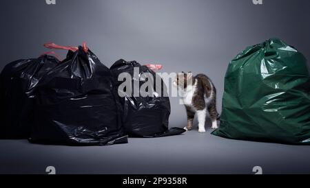 cat tra sacchetti di rifiuti con rifiuti residui e rifiuti organici. immagine concettuale per l'inquinamento con lettiera di gatto Foto Stock