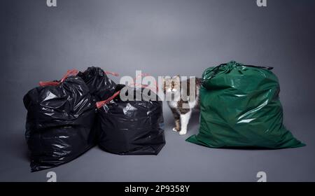 cat tra sacchetti di rifiuti con rifiuti residui e rifiuti organici. immagine concettuale per l'inquinamento con lettiera di gatto Foto Stock