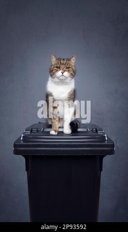 gatto seduto sopra il contenitore dei rifiuti con i rifiuti residui. immagine concettuale per l'inquinamento ambientale attraverso la lettiera del gatto Foto Stock