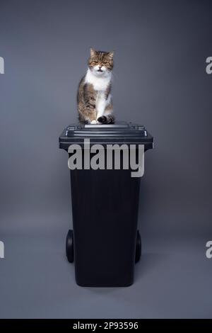 gatto seduto in cima a un contenitore di rifiuti con rifiuti residui che fanno faccia arrabbiata. immagine concettuale per l'inquinamento ambientale attraverso la lettiera del gatto Foto Stock