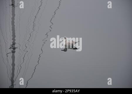 Gabbiano di uccelli marini che galleggiano sul calmo mare Adriatico. calma la superficie del mare. Gabbiano riflesso sull'acqua. Foto Stock